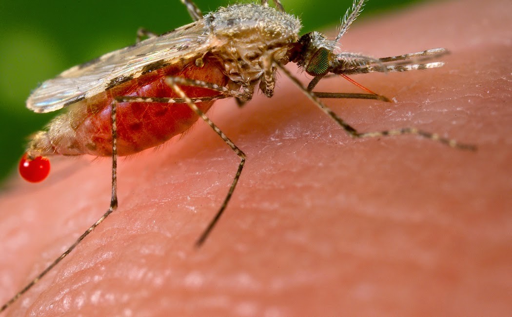 Малярия животное. Борьба с малярийными комарами. Малярийный комар в России.